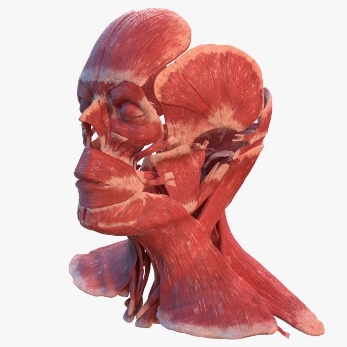 3D Human Head Muscular System