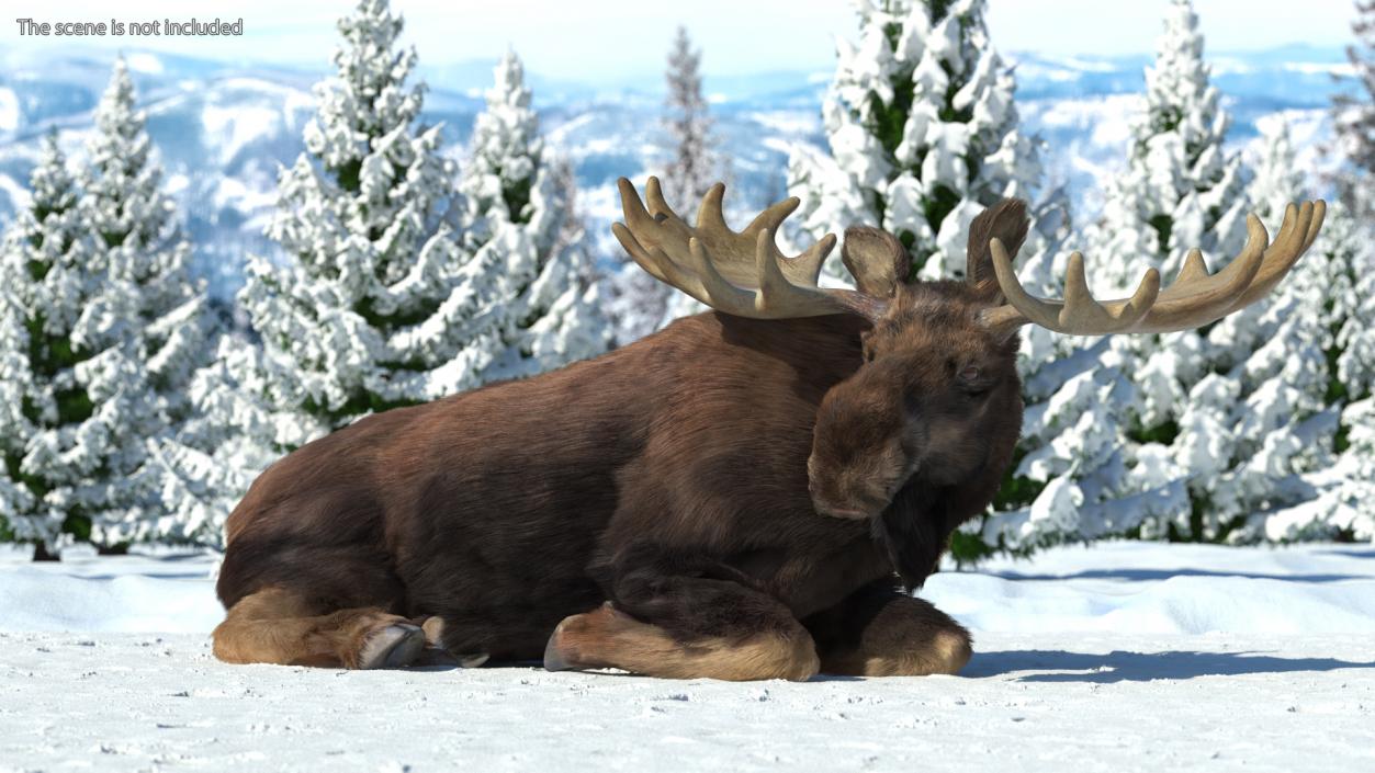 3D Elk Lying Pose Fur model