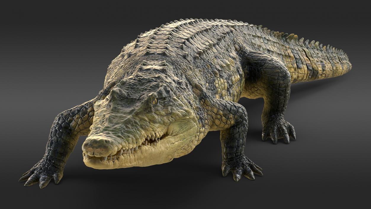 3D Animated Crocodile Walking Rigged model