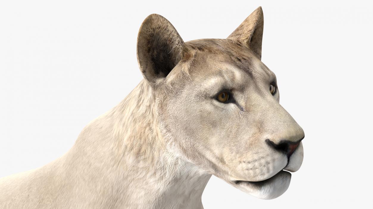 3D White Young Lion