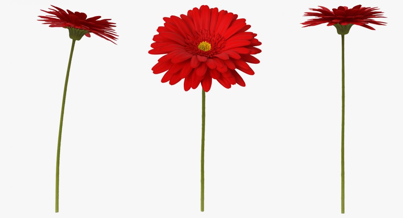 3D Red Gerbera Flower model