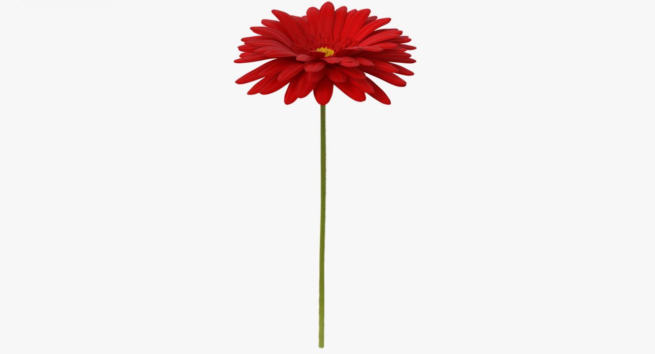 3D Red Gerbera Flower model