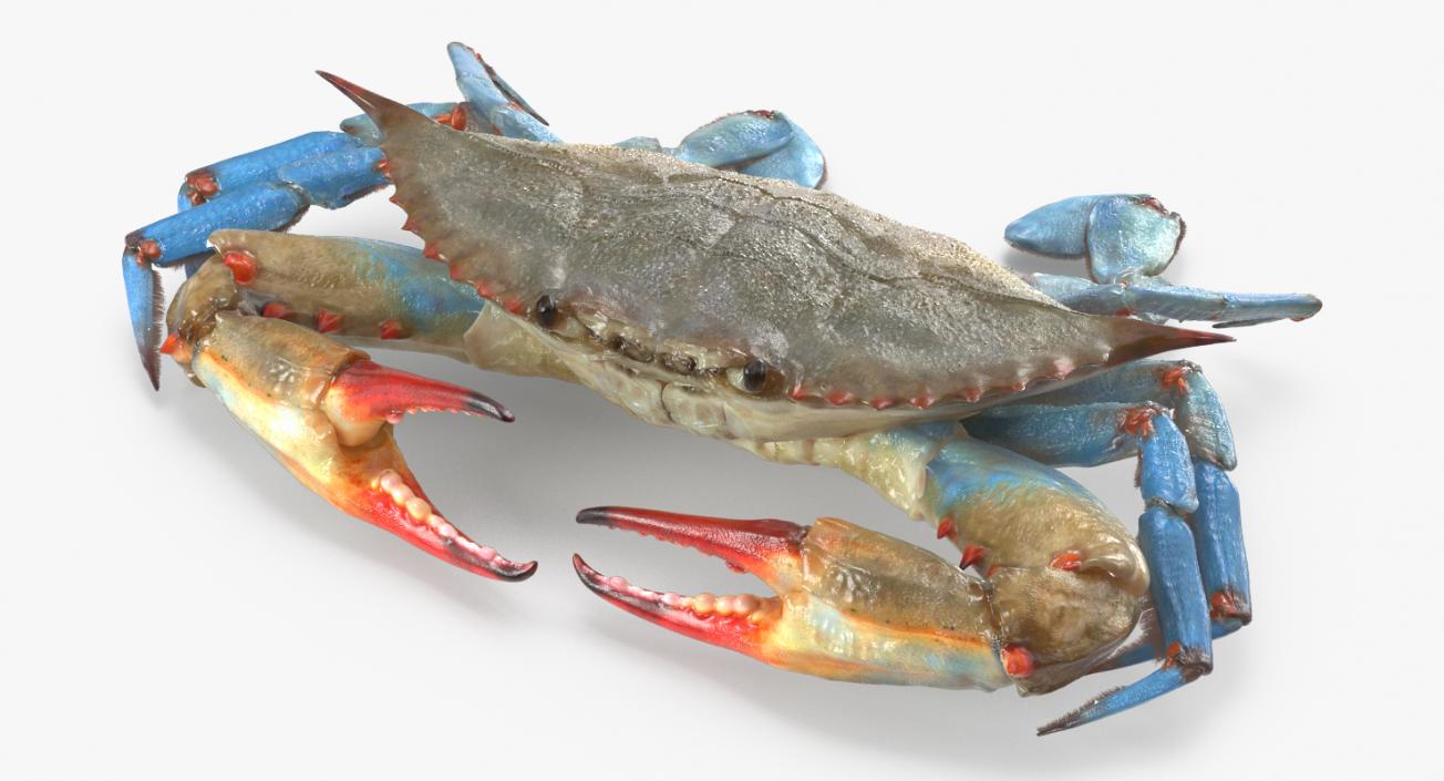 3D model Chesapeake Blue Crab