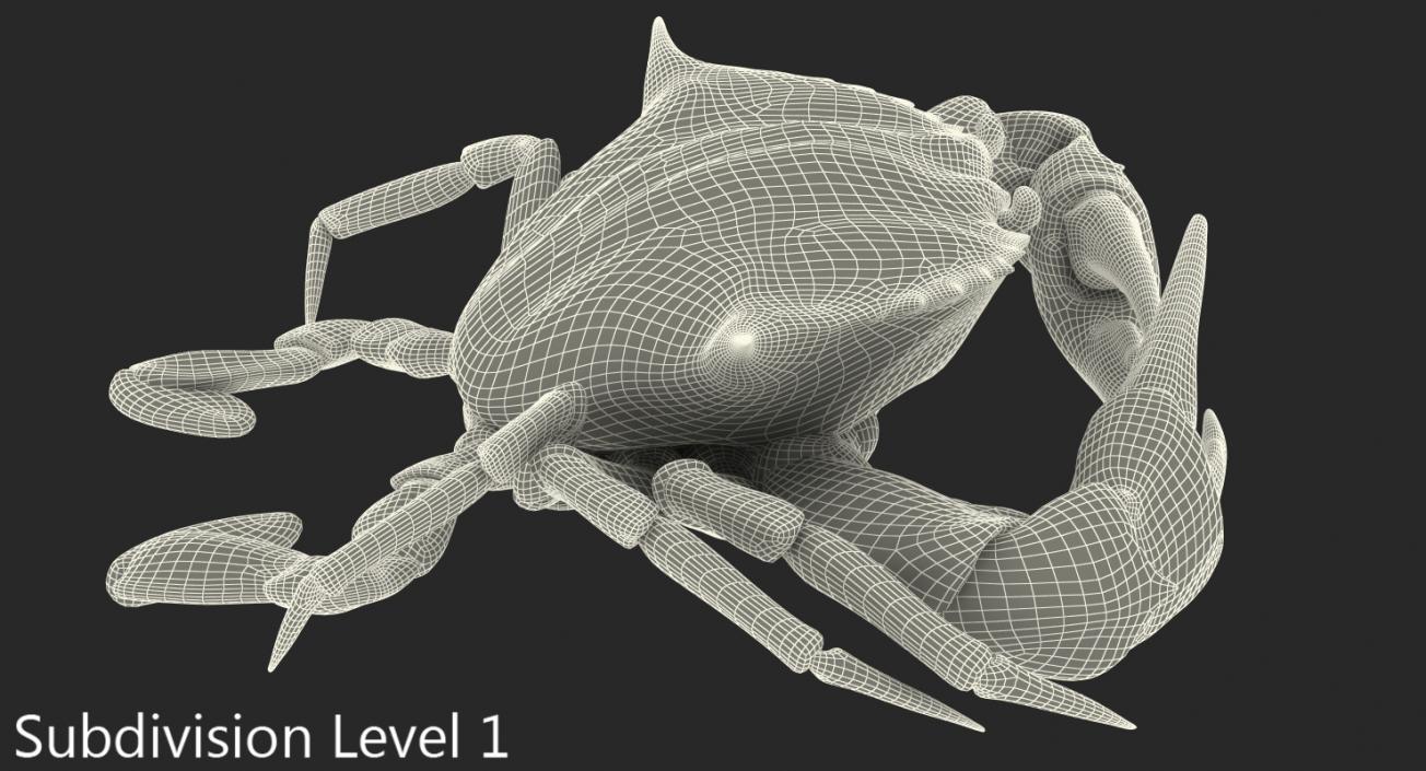 3D model Chesapeake Blue Crab