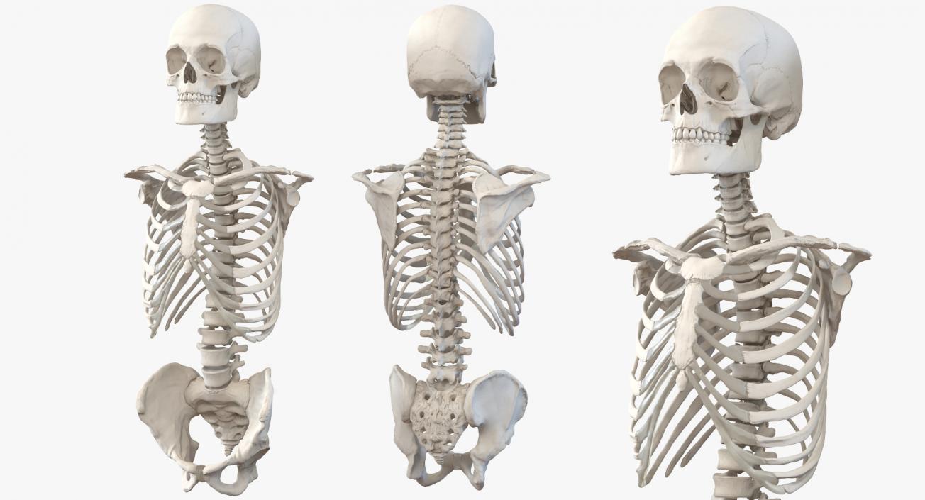 3D Male Torso Skeleton with Respiratory System model