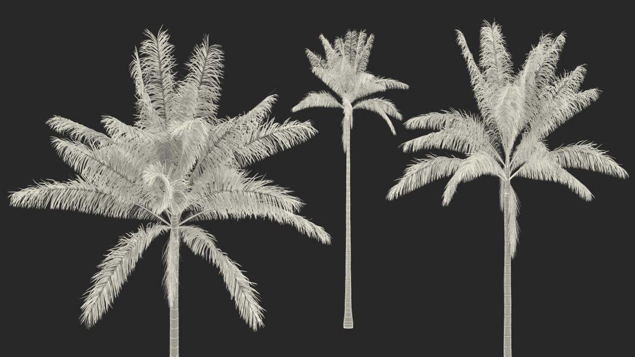 Florida Royal Palm Roystonea Regia 3D model