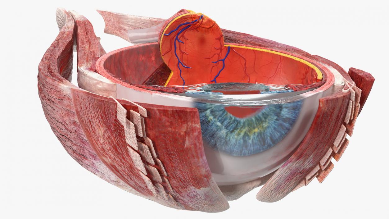 3D Cross-Section of the Human Eye Right Part