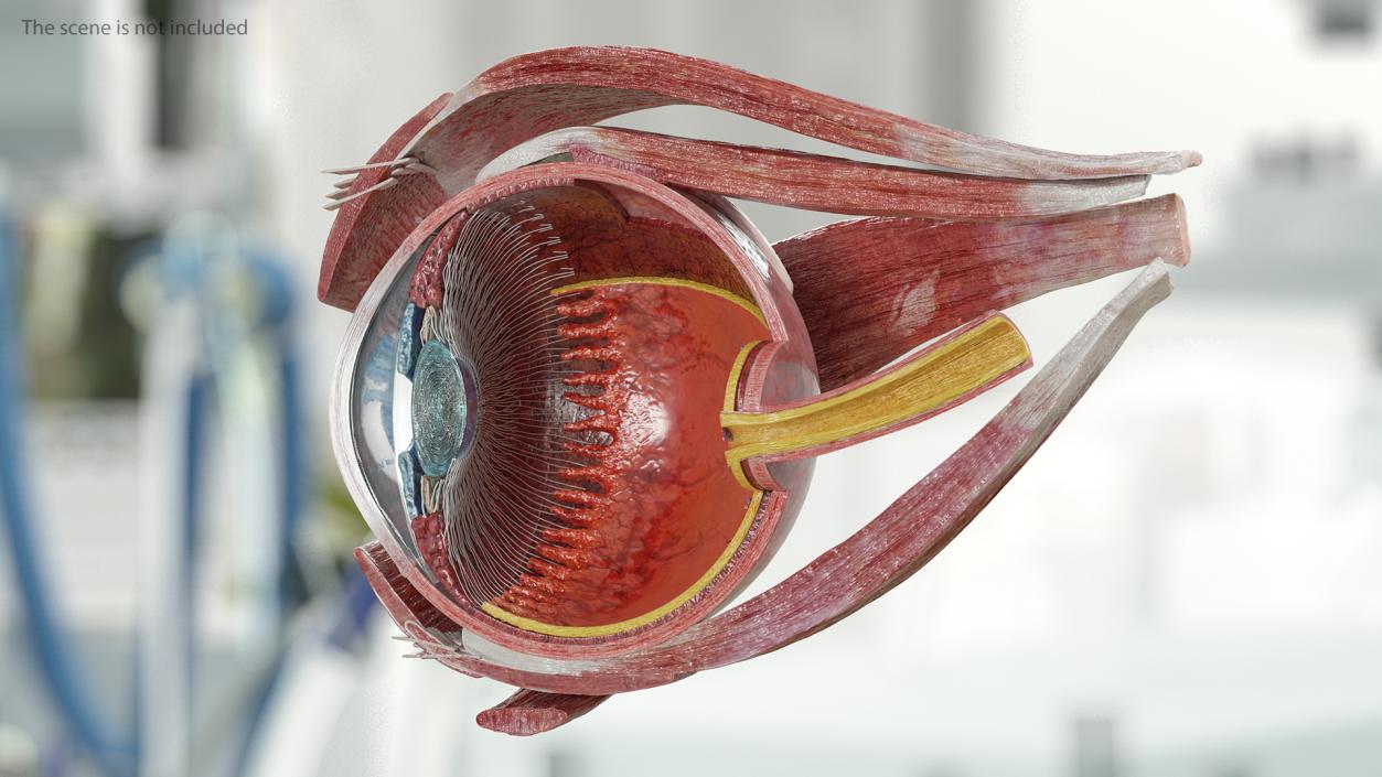 3D Cross-Section of the Human Eye Right Part