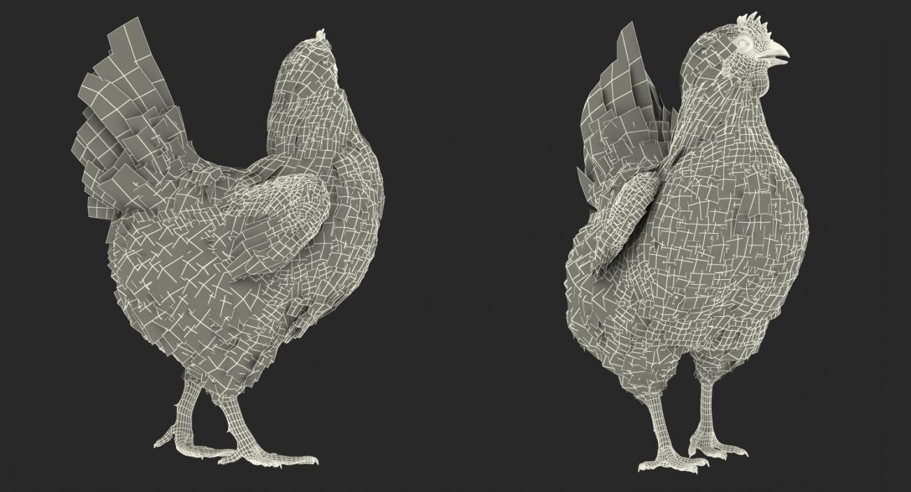 3D model White Chicken Rigged
