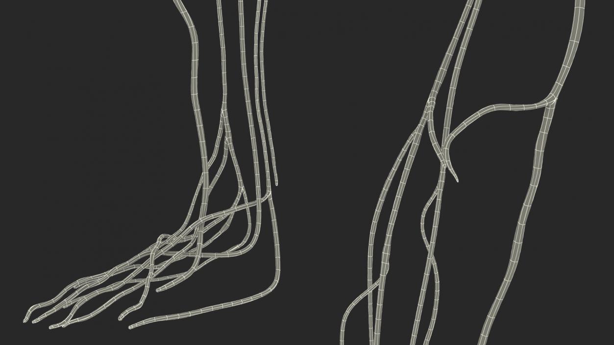Human Leg Nervous System 3D model