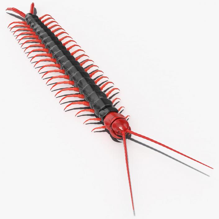 Scolopendra Subspinipes Mutilans 3D