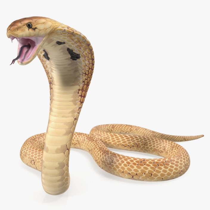 3D Light Cobra Attacking Pose