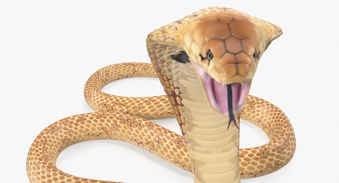 3D Light Cobra Attacking Pose