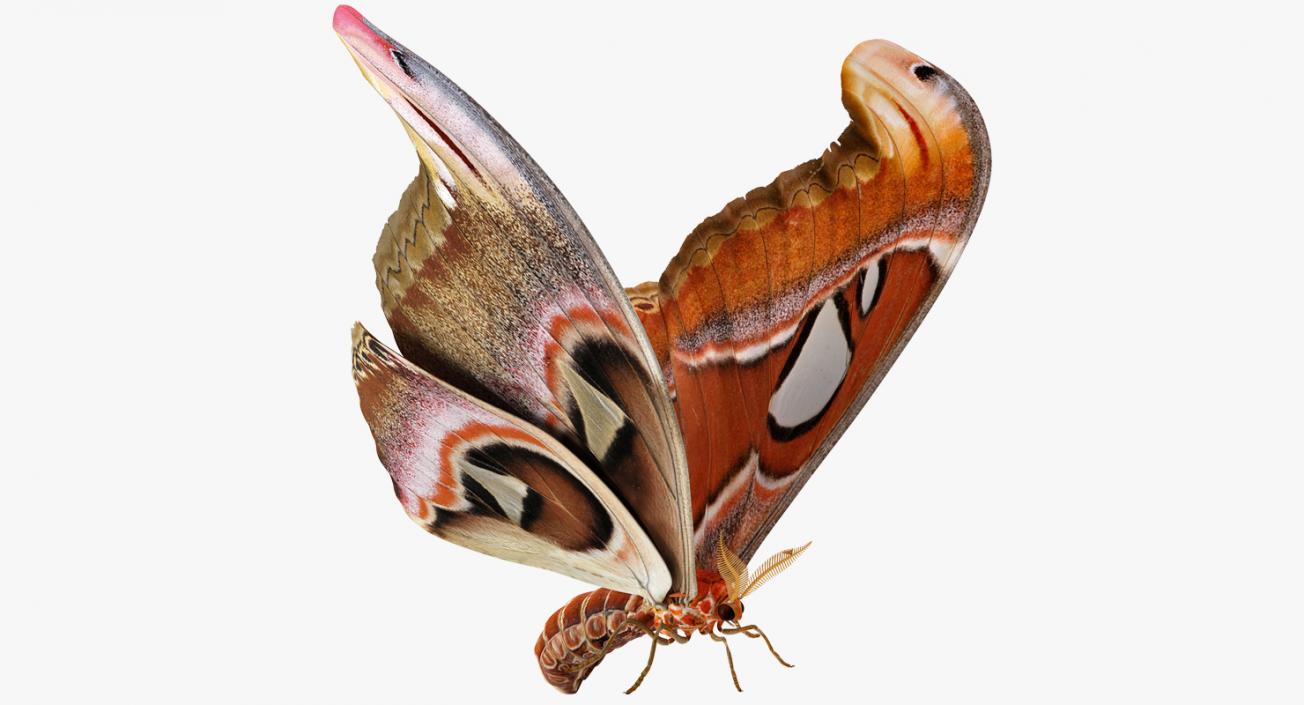 Atlas Moth Rigged 3D