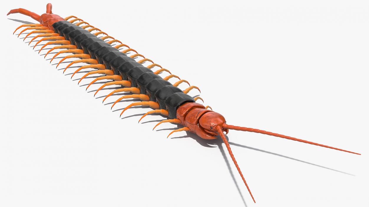 Giant Desert Centipede 3D