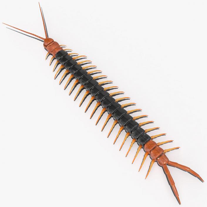Giant Desert Centipede 3D