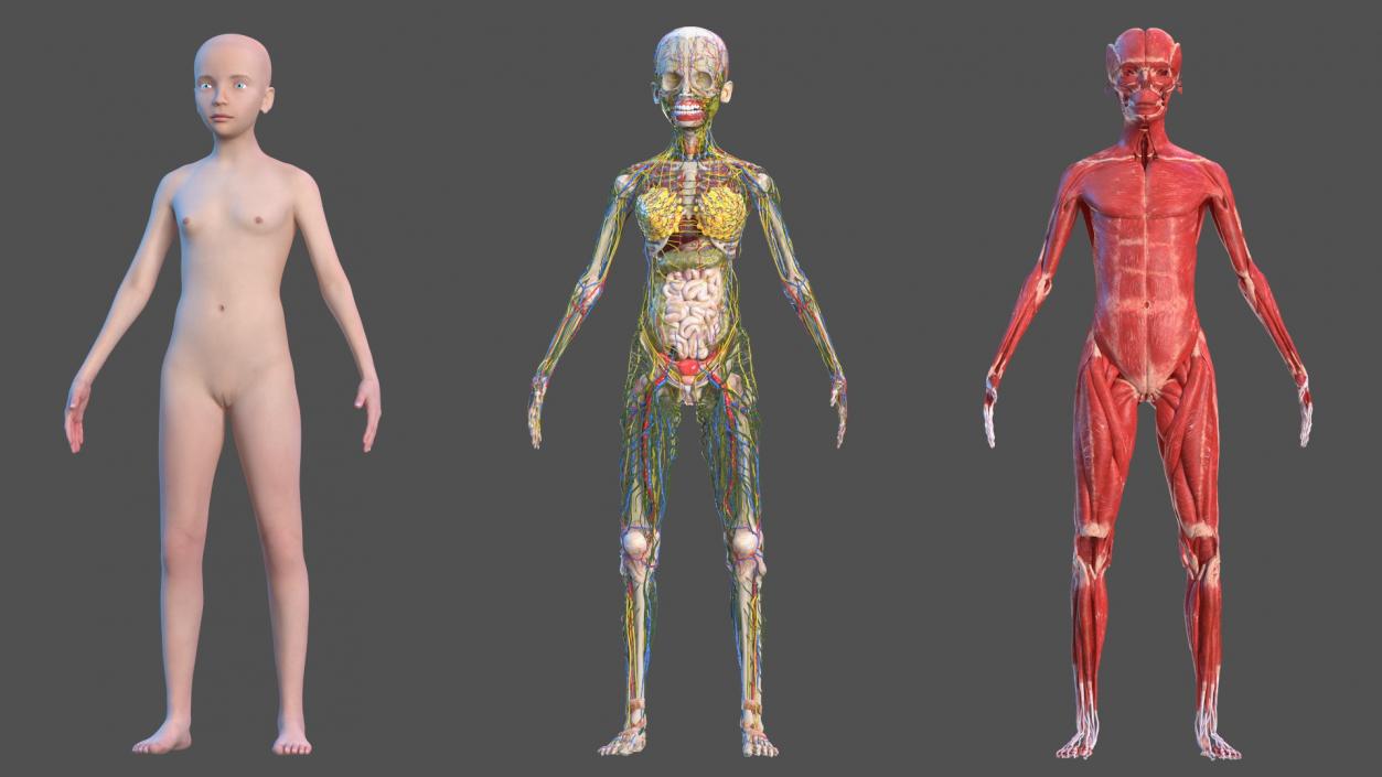 Complete Full Body Kid Girl Anatomy Fur 3D model