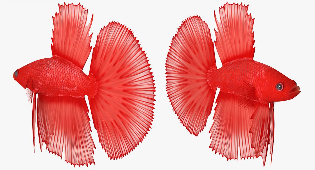 Red Crowntail Betta Fish 3D model