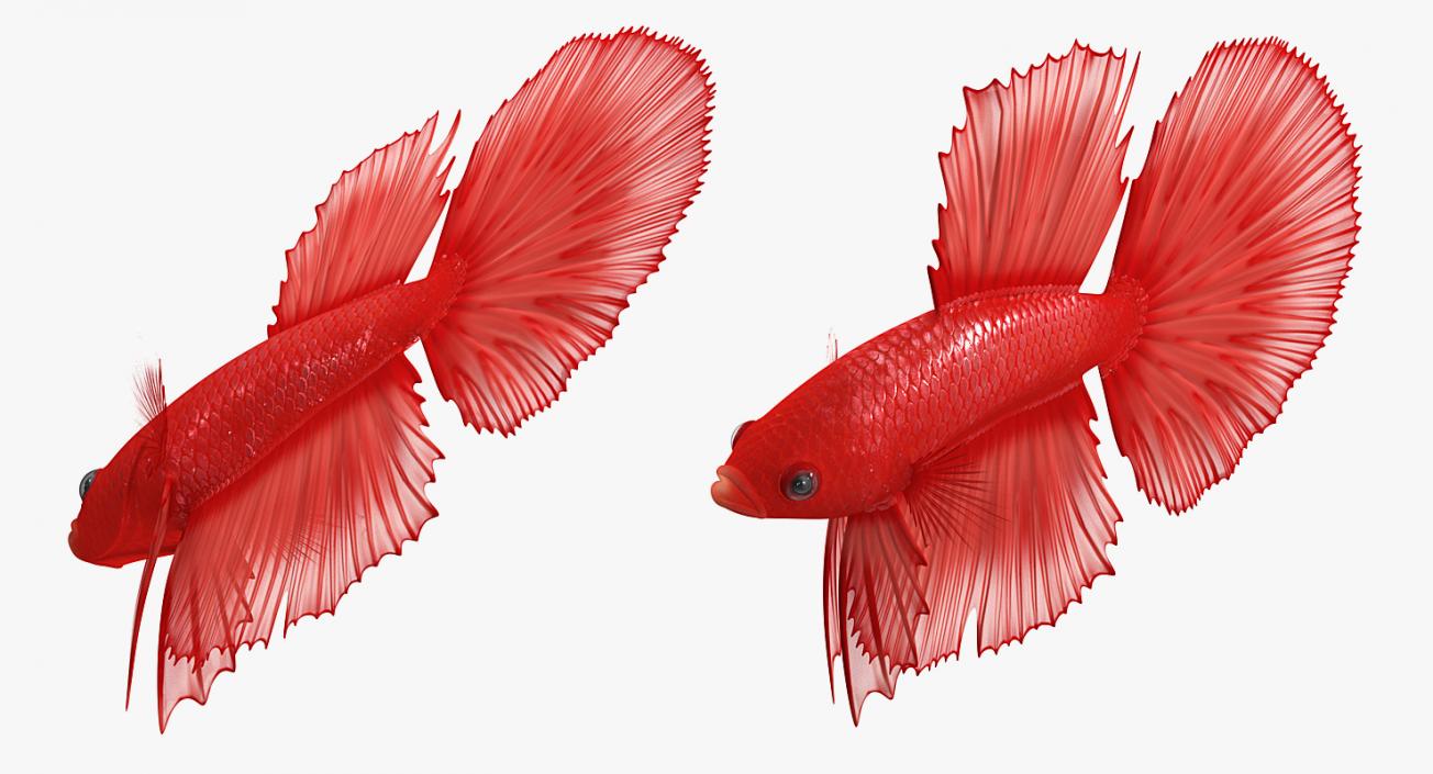 Red Crowntail Betta Fish 3D model