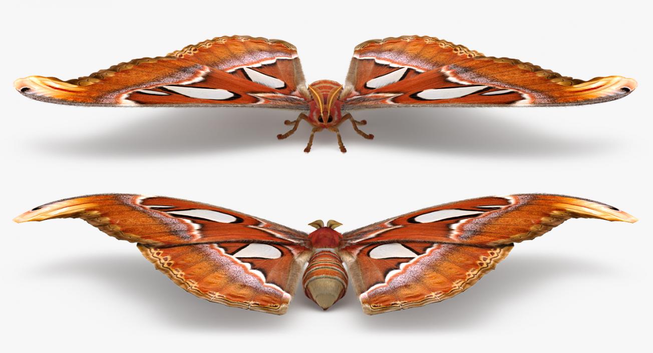 3D Attacus Atlas Large Saturniid Moth with Fur model