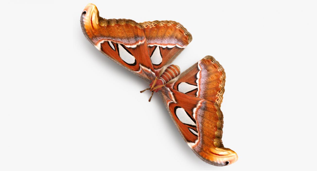 3D Attacus Atlas Large Saturniid Moth with Fur model