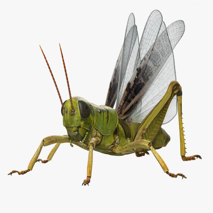 Common Field Grasshopper 3D model
