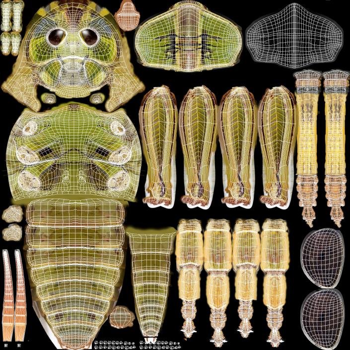 Common Field Grasshopper 3D model