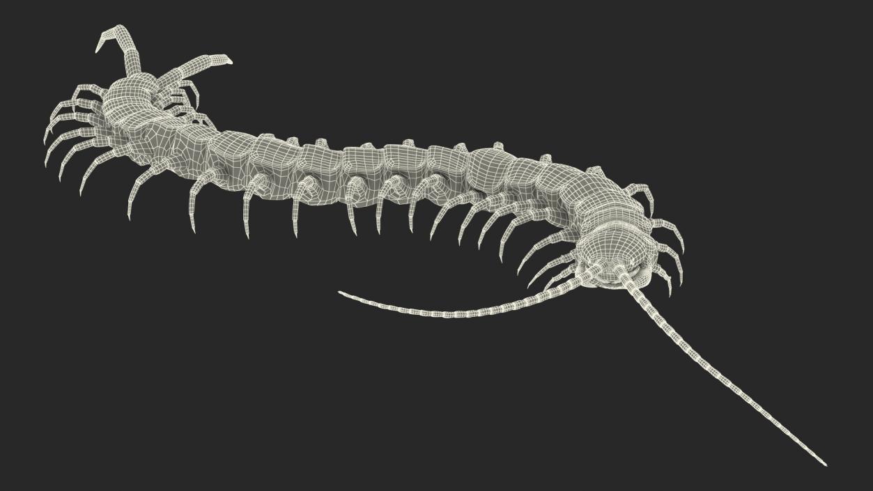 Giant Desert Centipede Scolopendra Heros Crawling 3D model