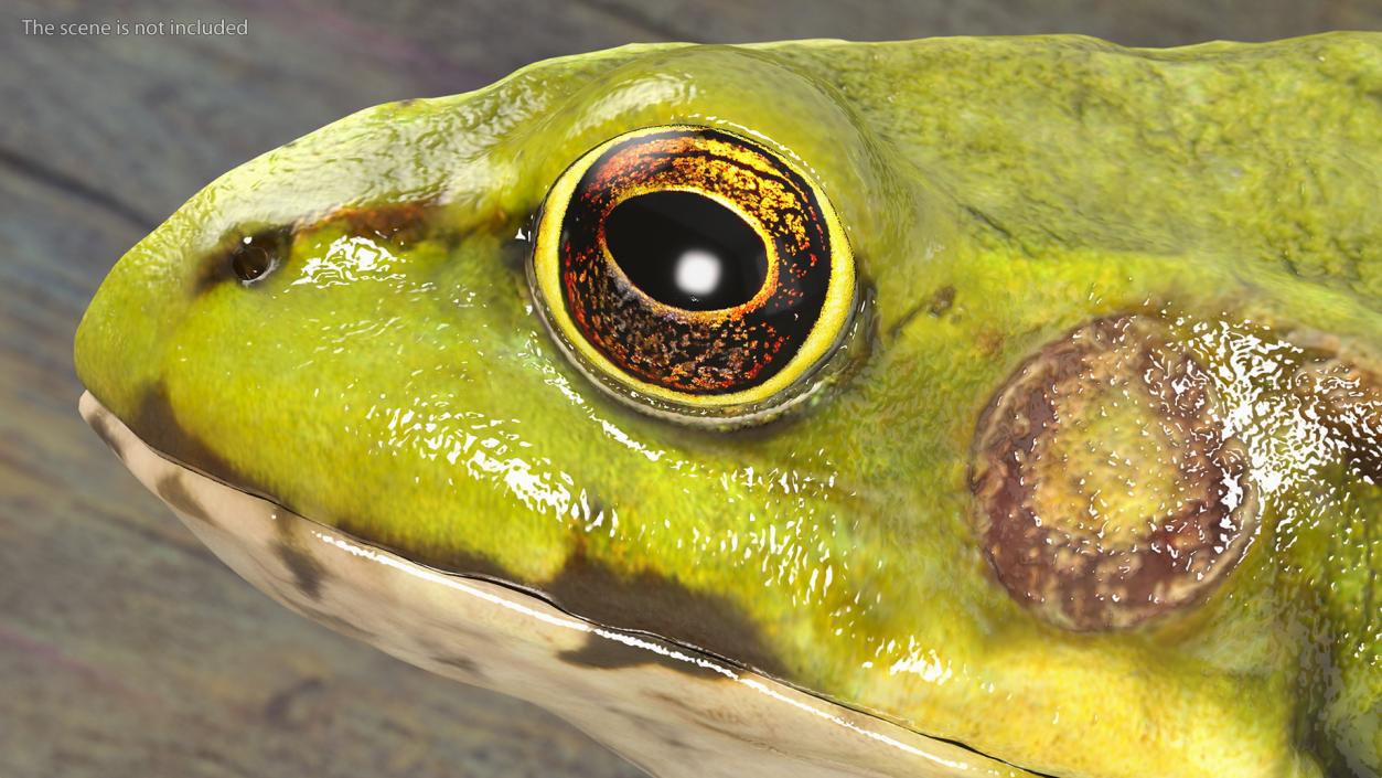 3D model Frog Anatomy Left Side Colored