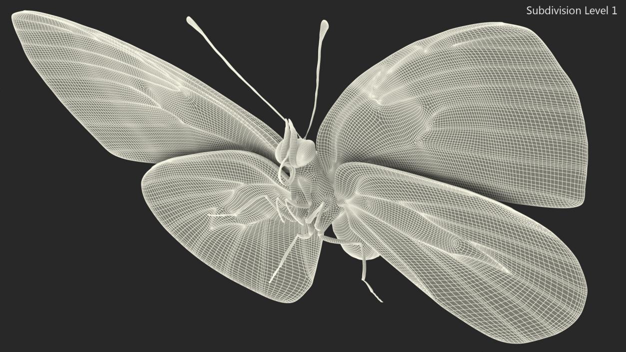 Diaethria Clymena Butterfly 3D