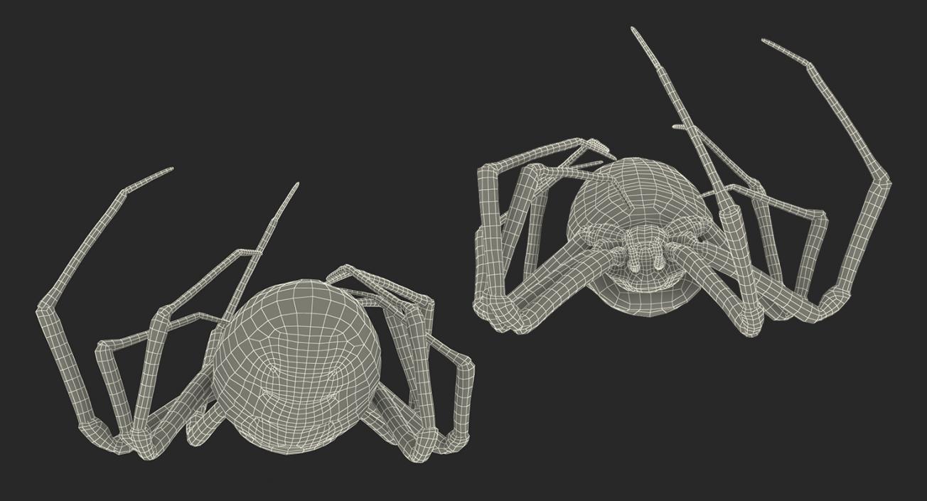 3D Dead Corn Spider