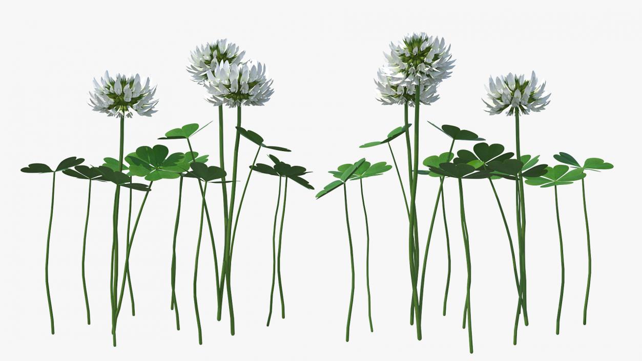 3D Blooming Clover Field Meadow model