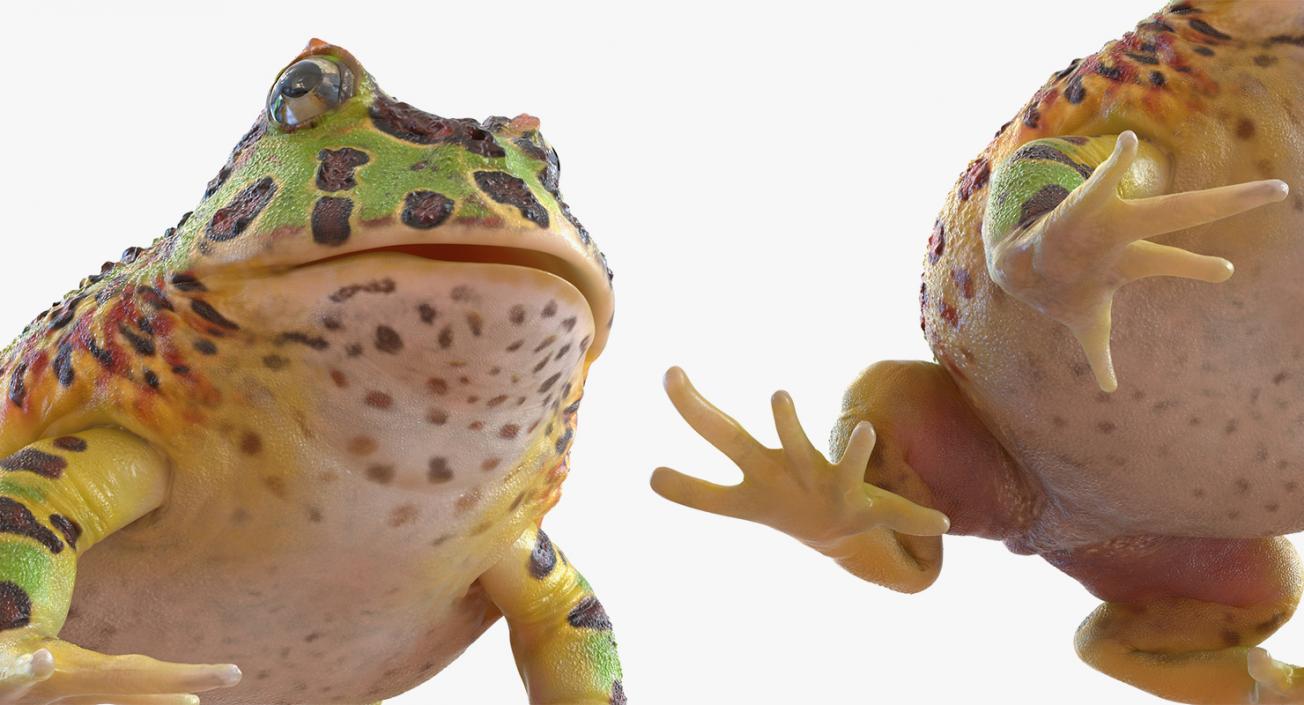 3D model Rigged Frogs Collection 3