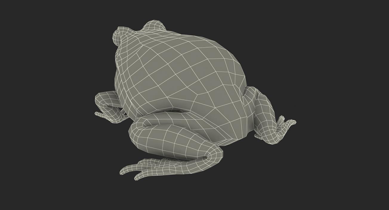 3D model Rigged Frogs Collection 3