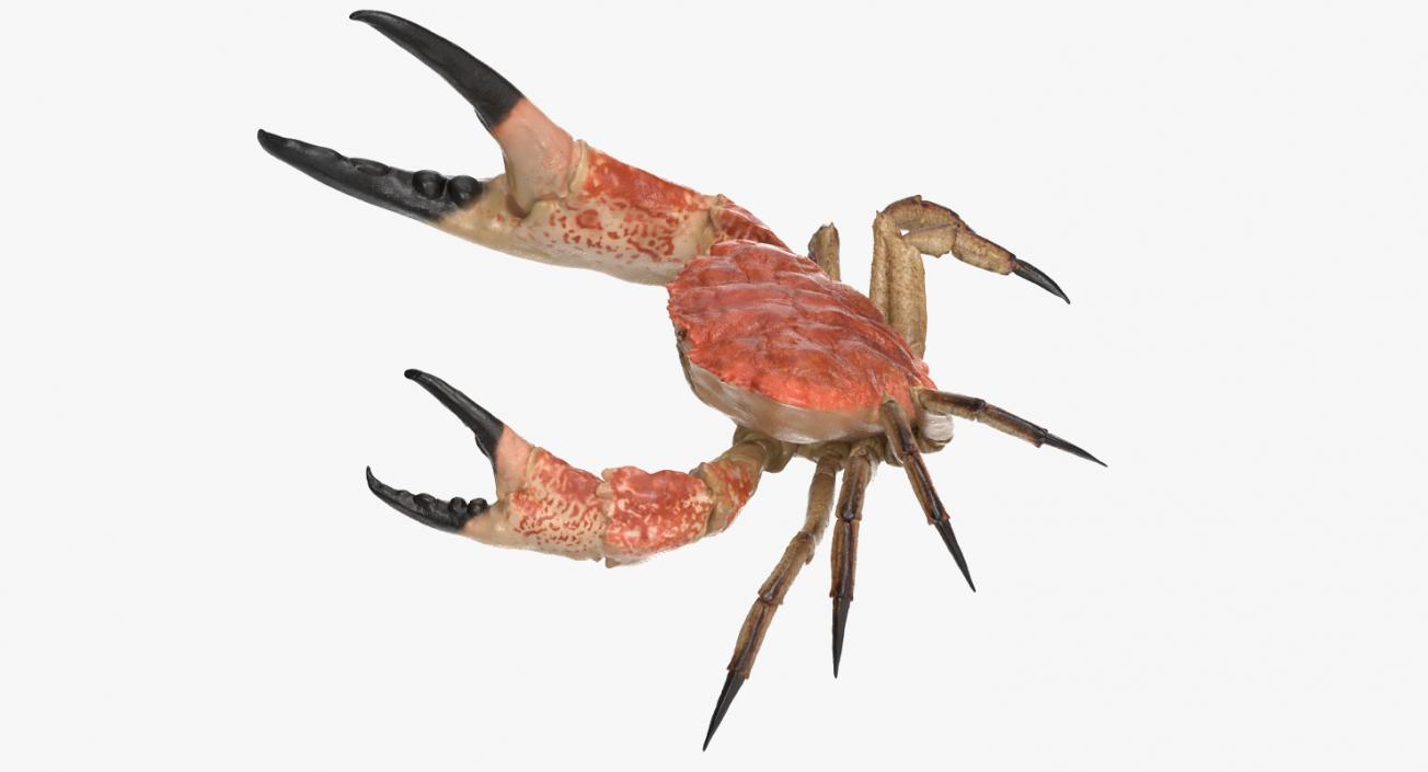 Tasmanian Giant Crab Rigged 3D