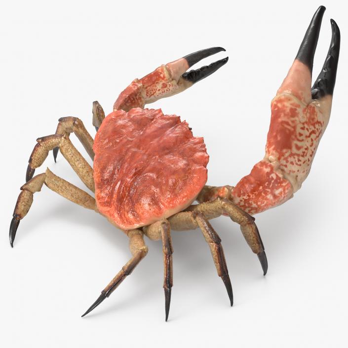 Tasmanian Giant Crab Rigged 3D