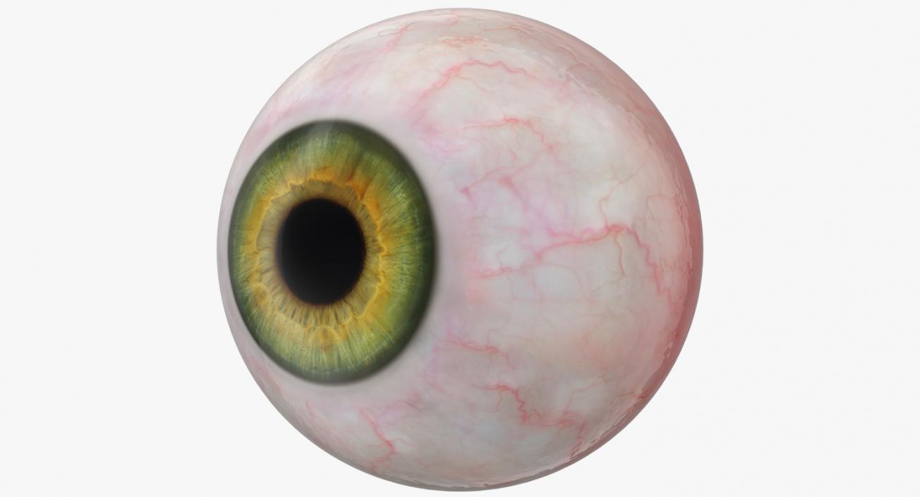 3D model Realistic Human Green Eye