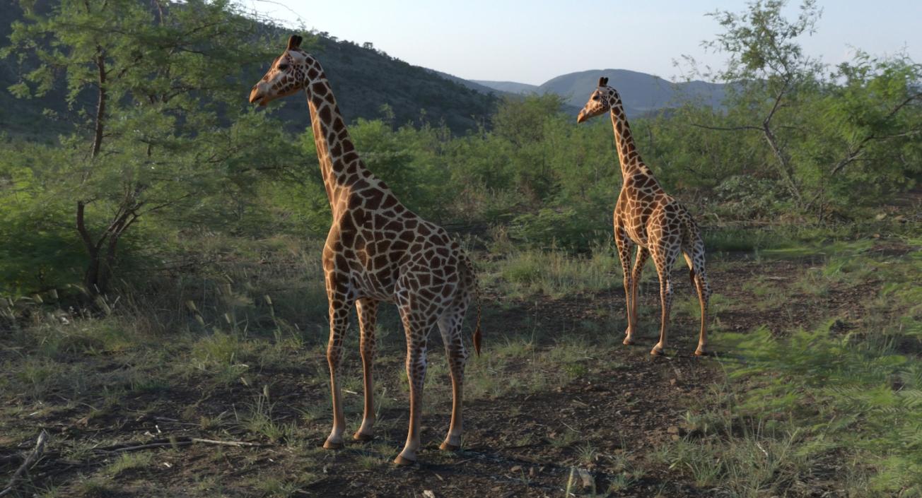 Giraffe Rigged 3D model