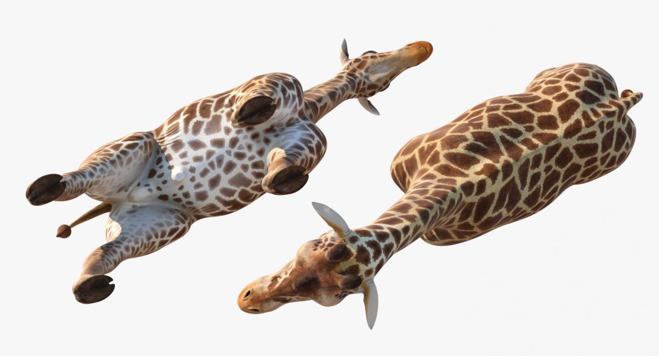 Giraffe Rigged 3D model