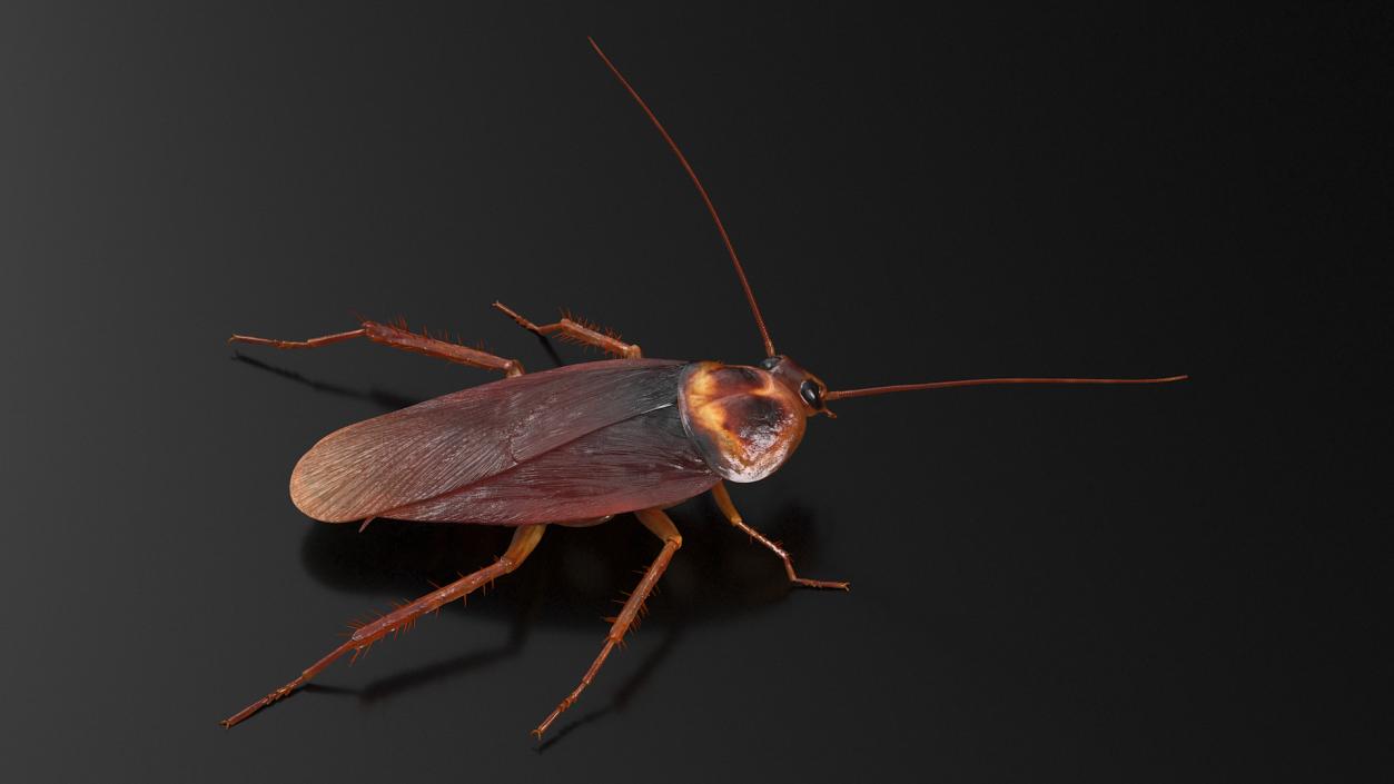 3D Animated Cockroach Spinning Rigged for Maya model