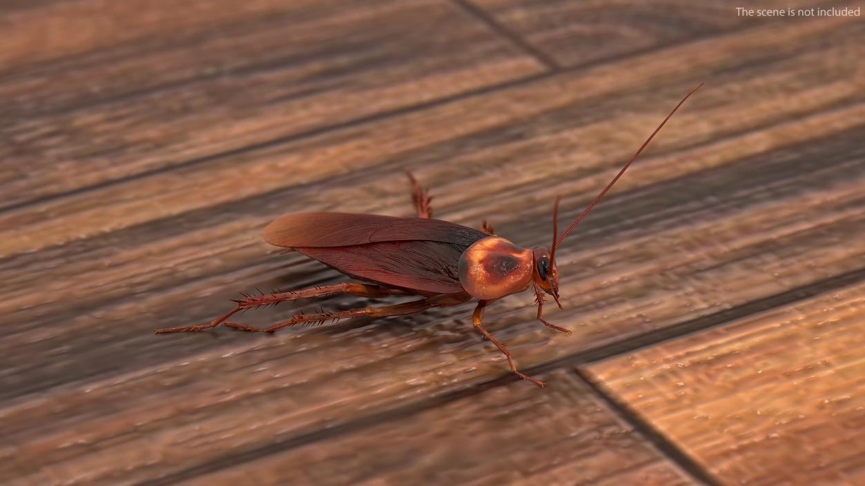 Animated Cockroach Spinning Rigged 3D model
