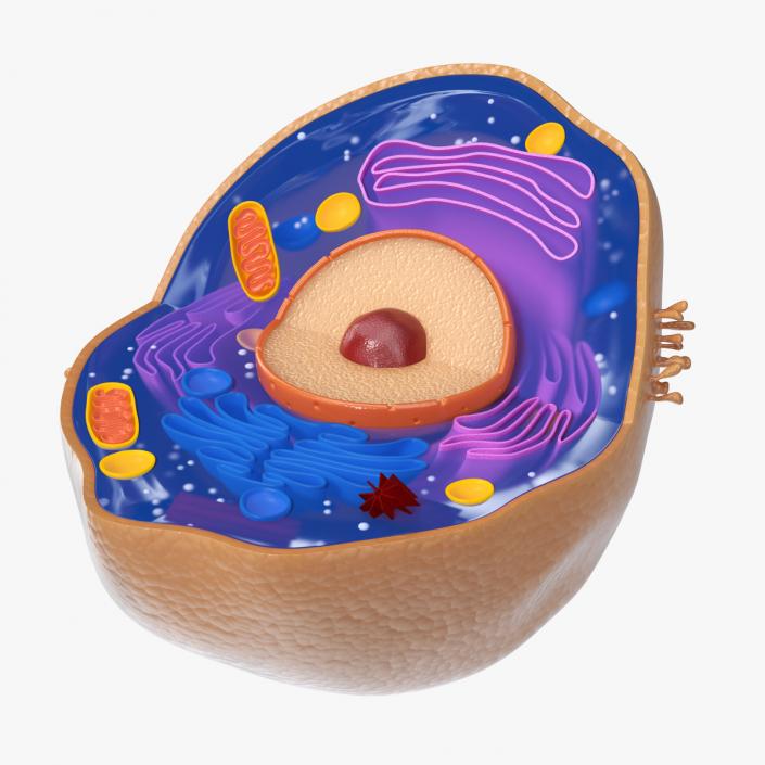 Typical Animal Cell 3D model