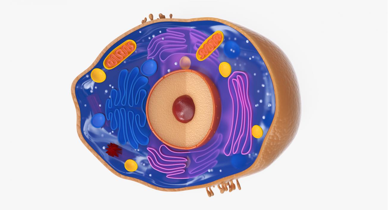 Typical Animal Cell 3D model