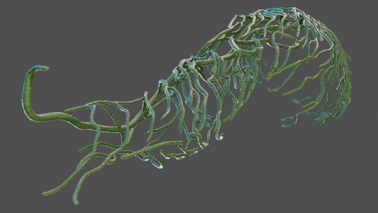 3D Human Leg Lymphatic System