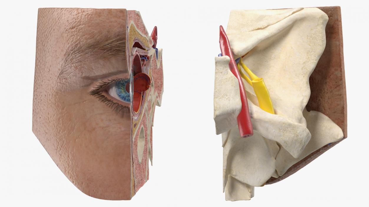 3D Eye Anatomy Cross-Section Right