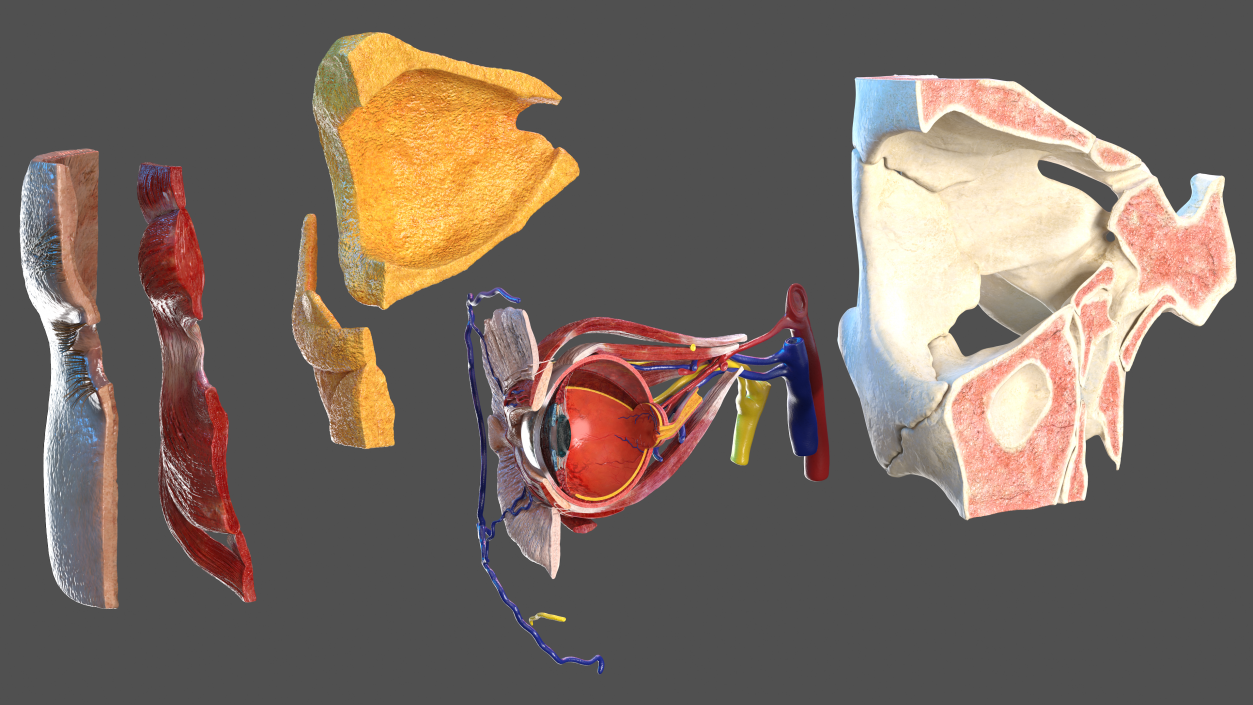 3D Eye Anatomy Cross-Section Right