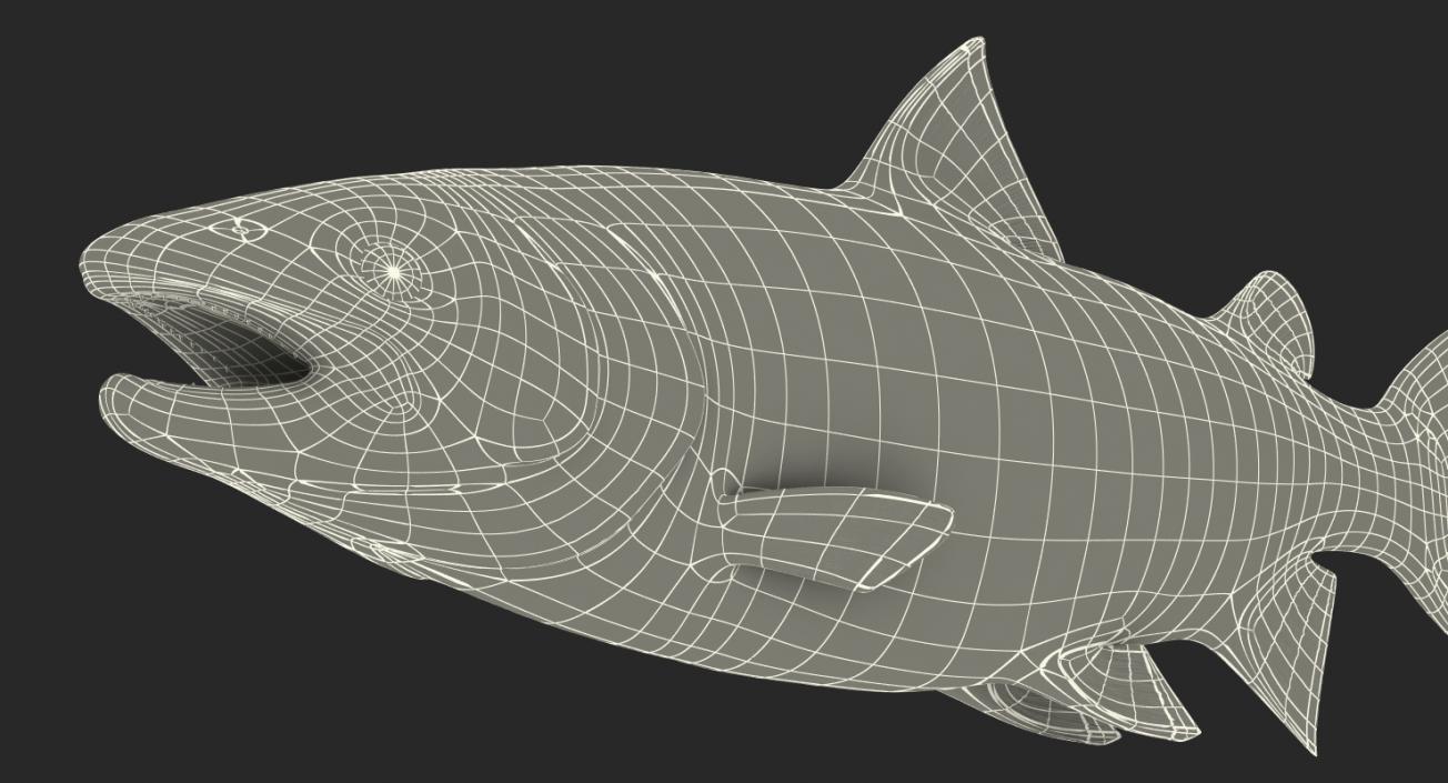 3D model Atlantic Salmon Fish