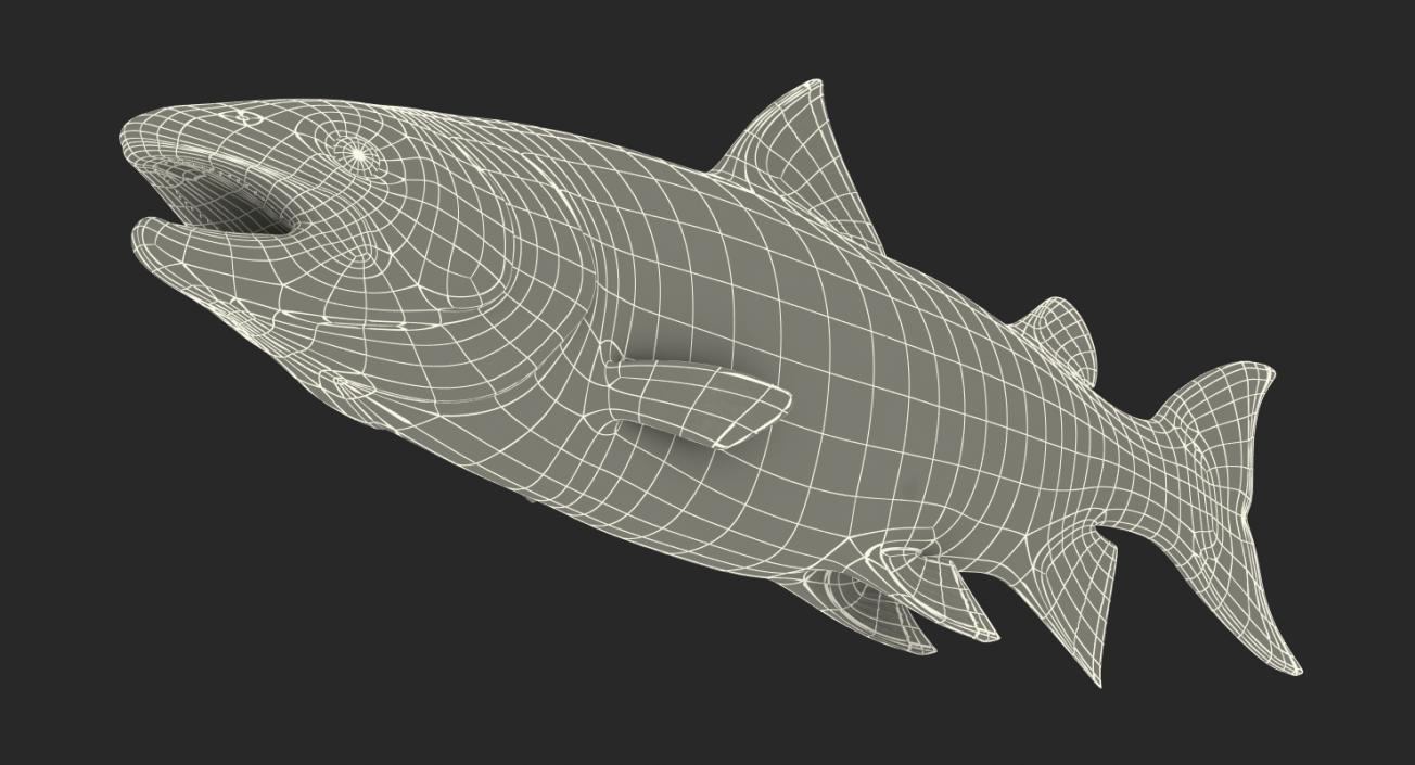 3D model Atlantic Salmon Fish