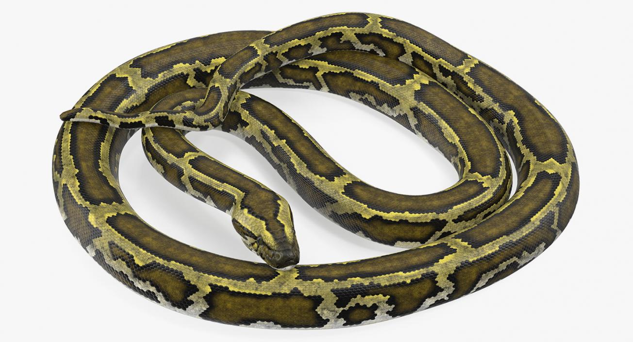3D model Green Python Snake Curled Pose