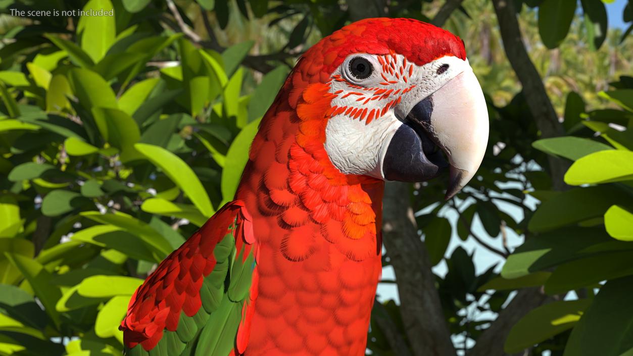 Red and Green Macaw Parrot Sitting Pose 3D model